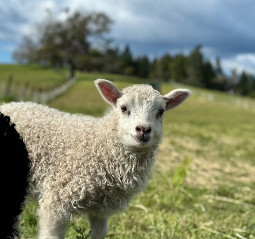 Reflecting on Lambing Season: Challenges, Joys, and Lessons Learned