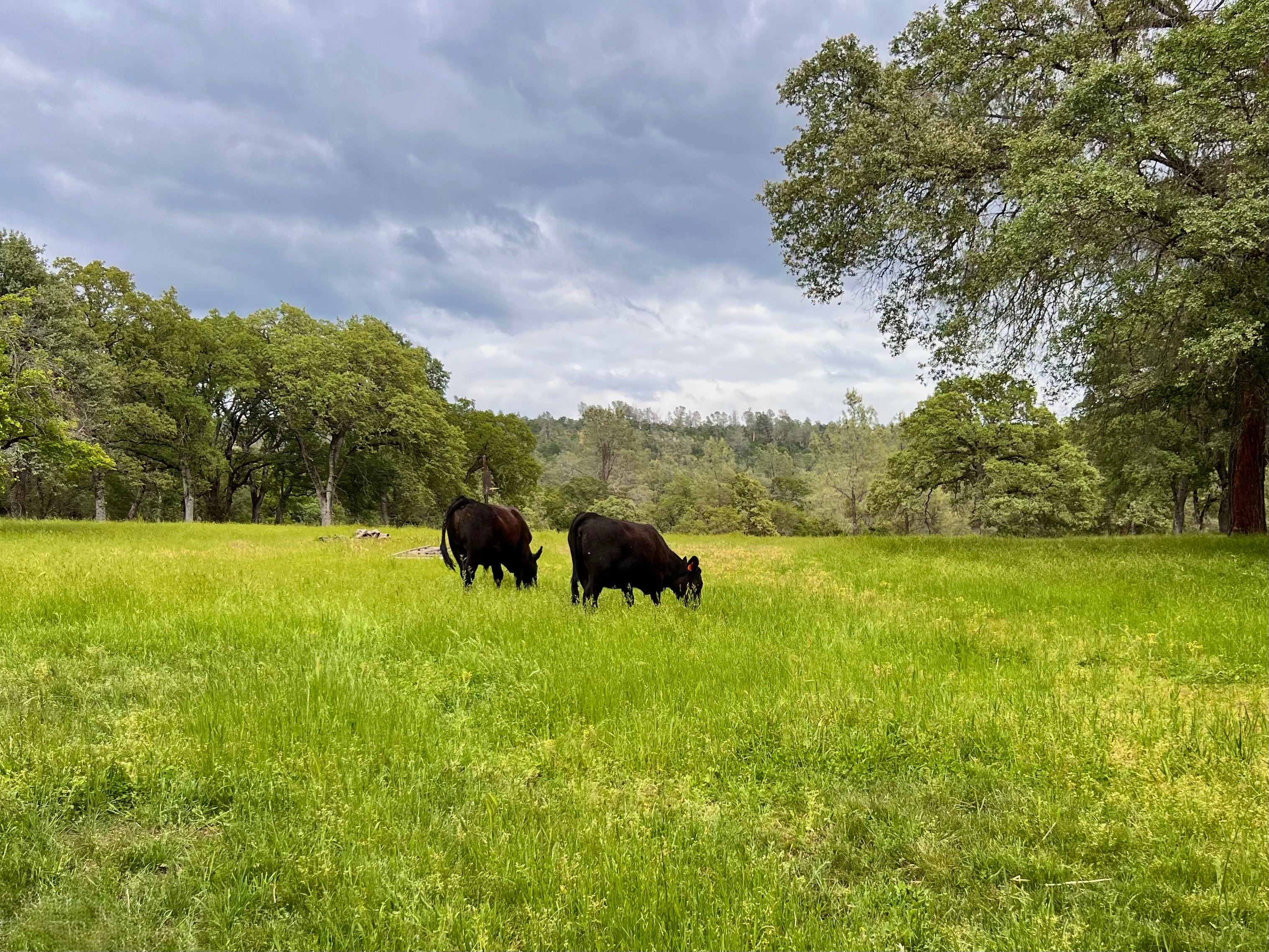 Grass-fed Beef