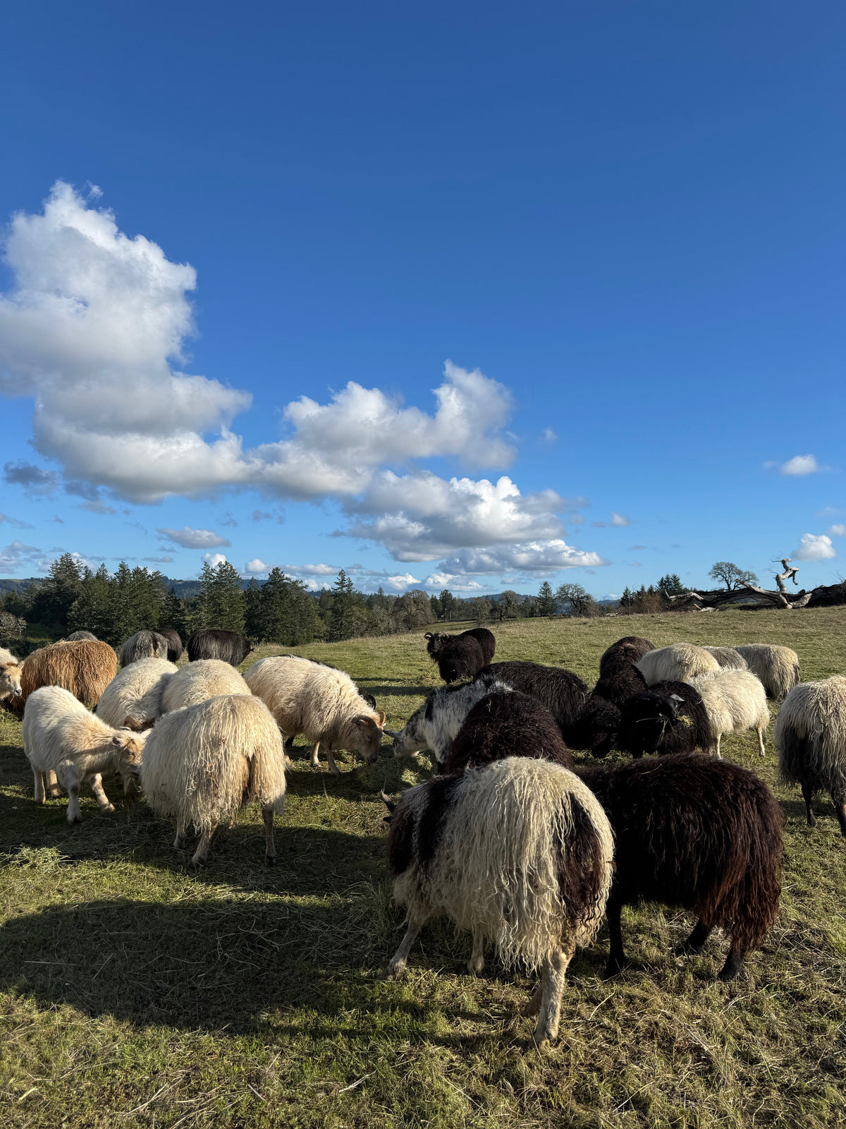 Grass-fed Icelandic Lamb