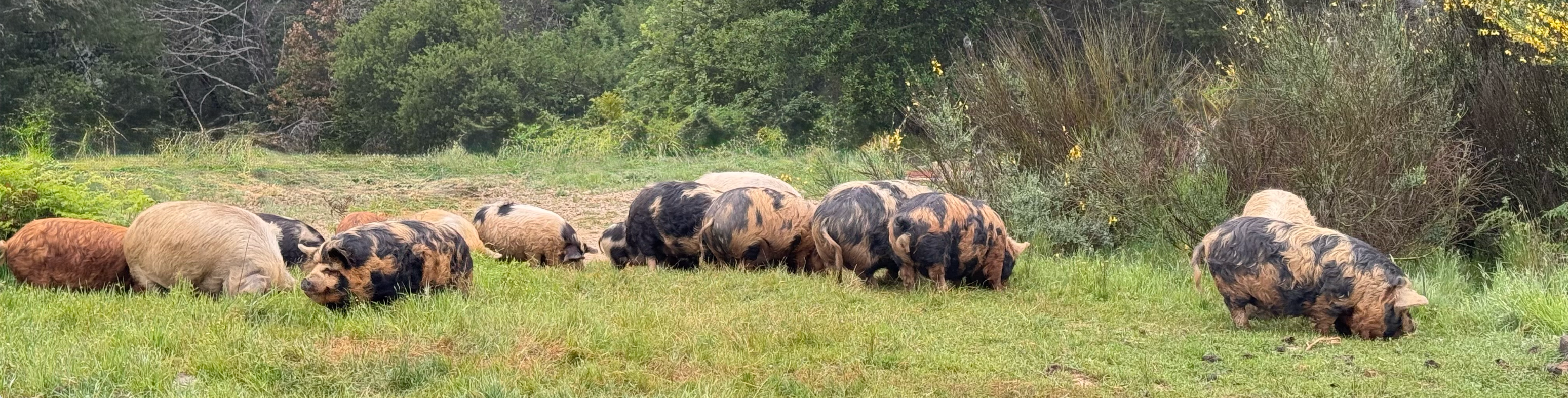 Pastured Pork