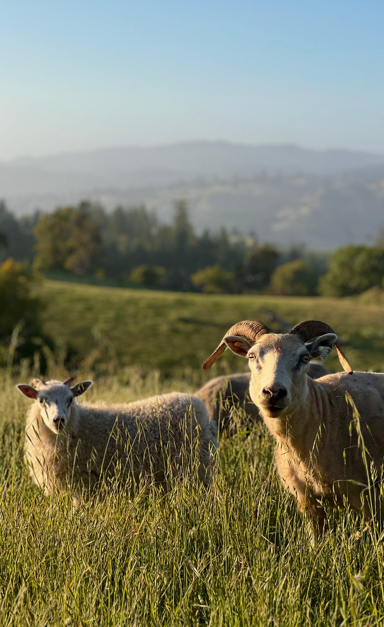 Grass-fed American Icelandic Lamb in Sonoma County, California