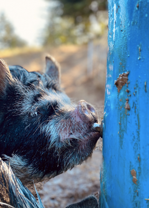 DIY Automatic pig waterer for kunekune pigs in Sonoma County, California