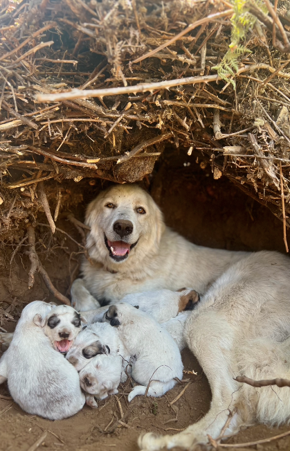 Rearing the Perfect Livestock Guard Dog Pup: Maisy's Pups