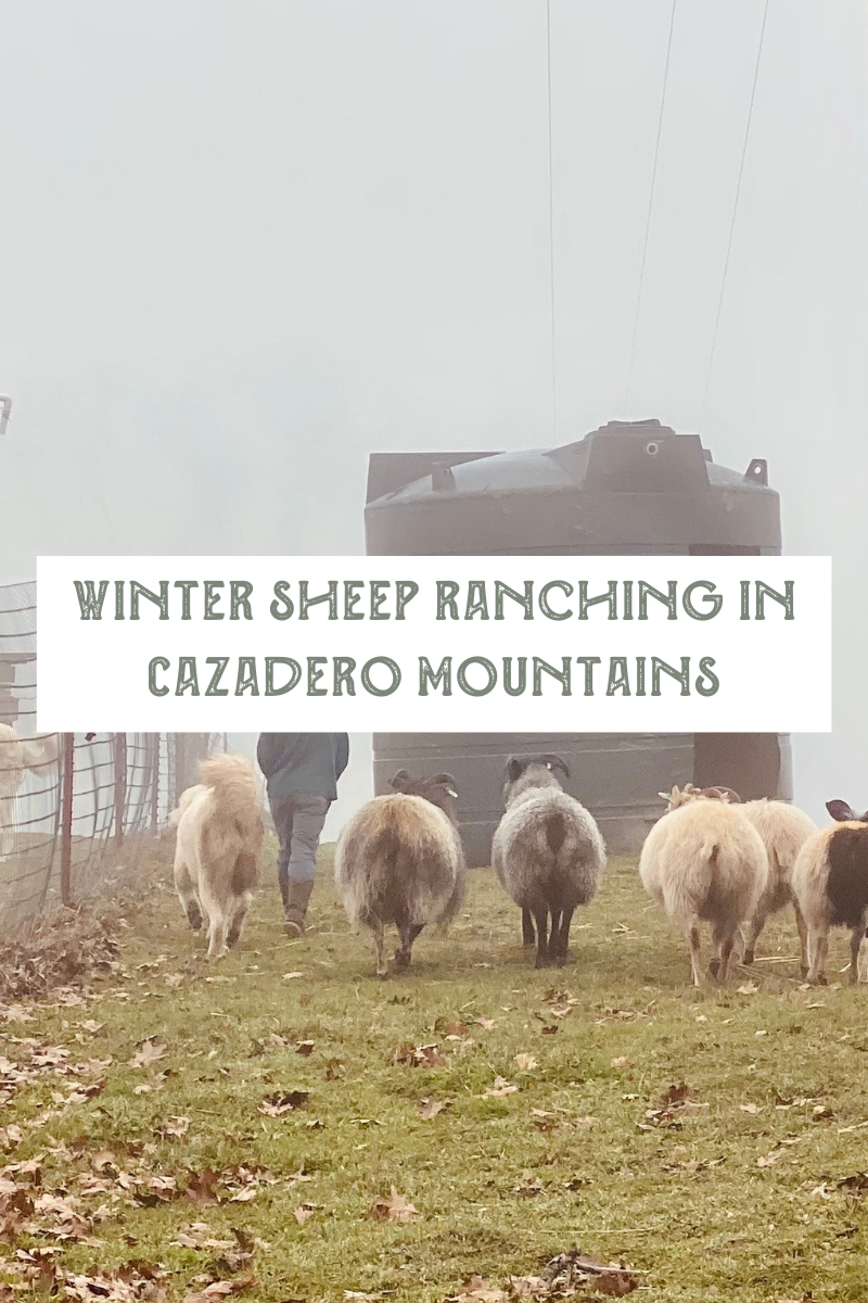 Winter Sheep Ranching in Cazadero Mountains: Embracing Nature's Shelter for Icelandic Sheep