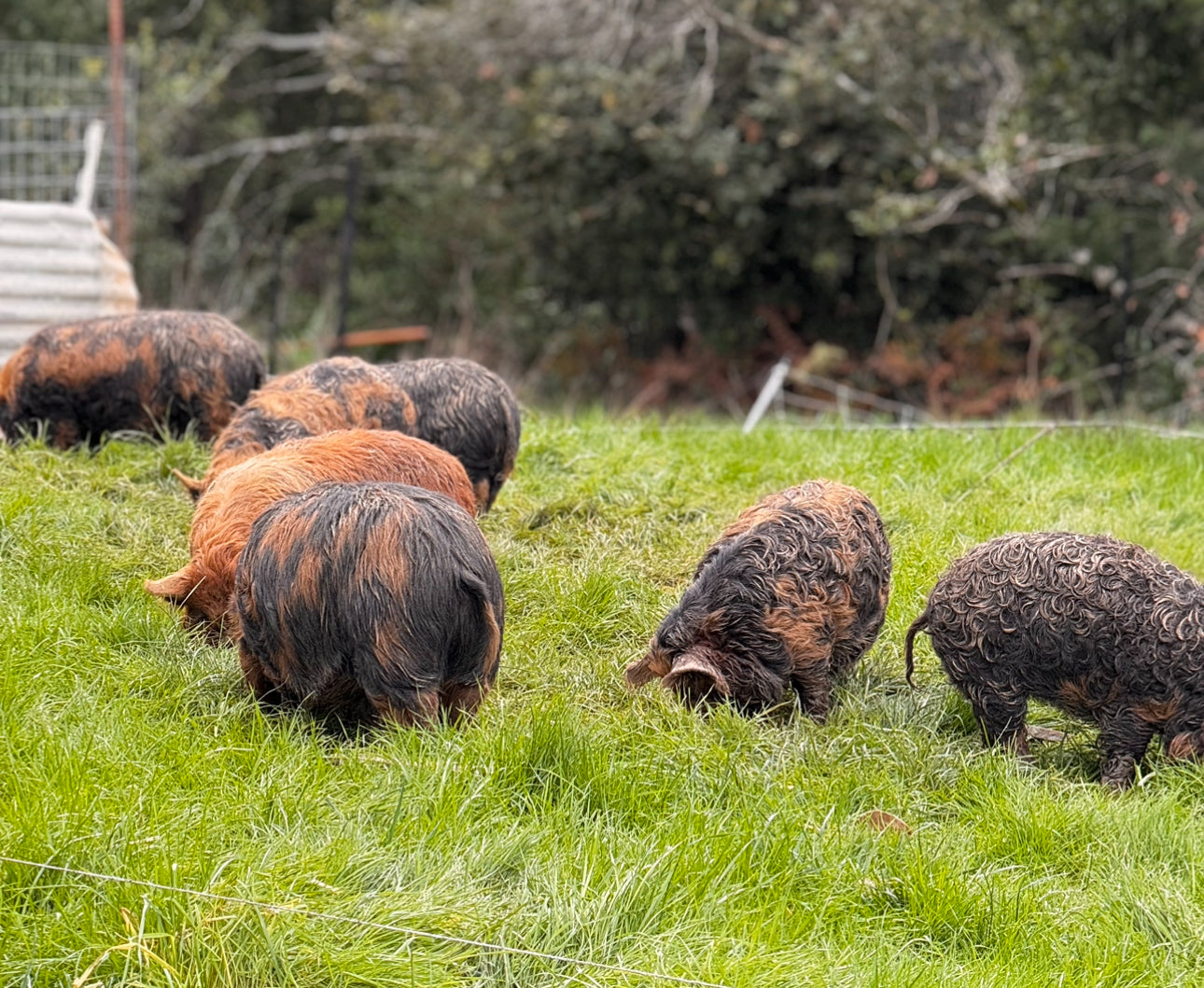 Pastured Pork