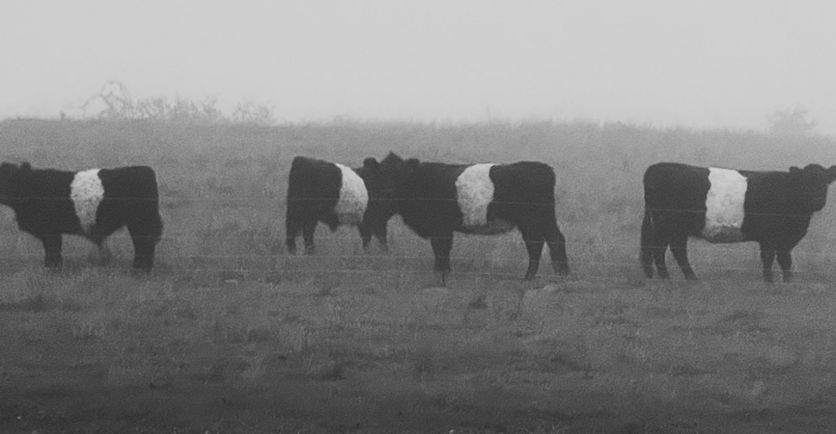 Grass-fed Beef