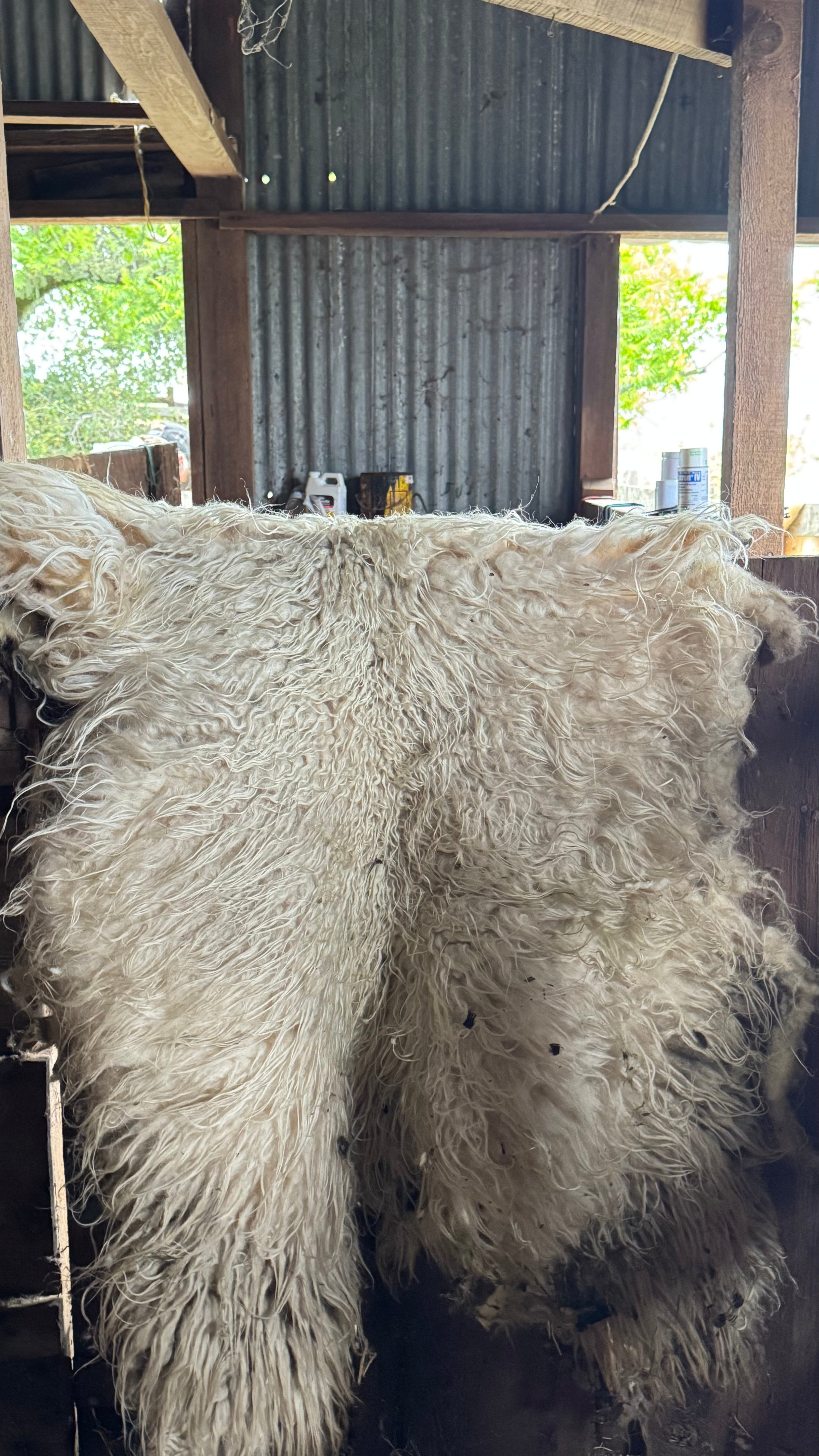 Raw Icelandic Fleece for Living Rugs