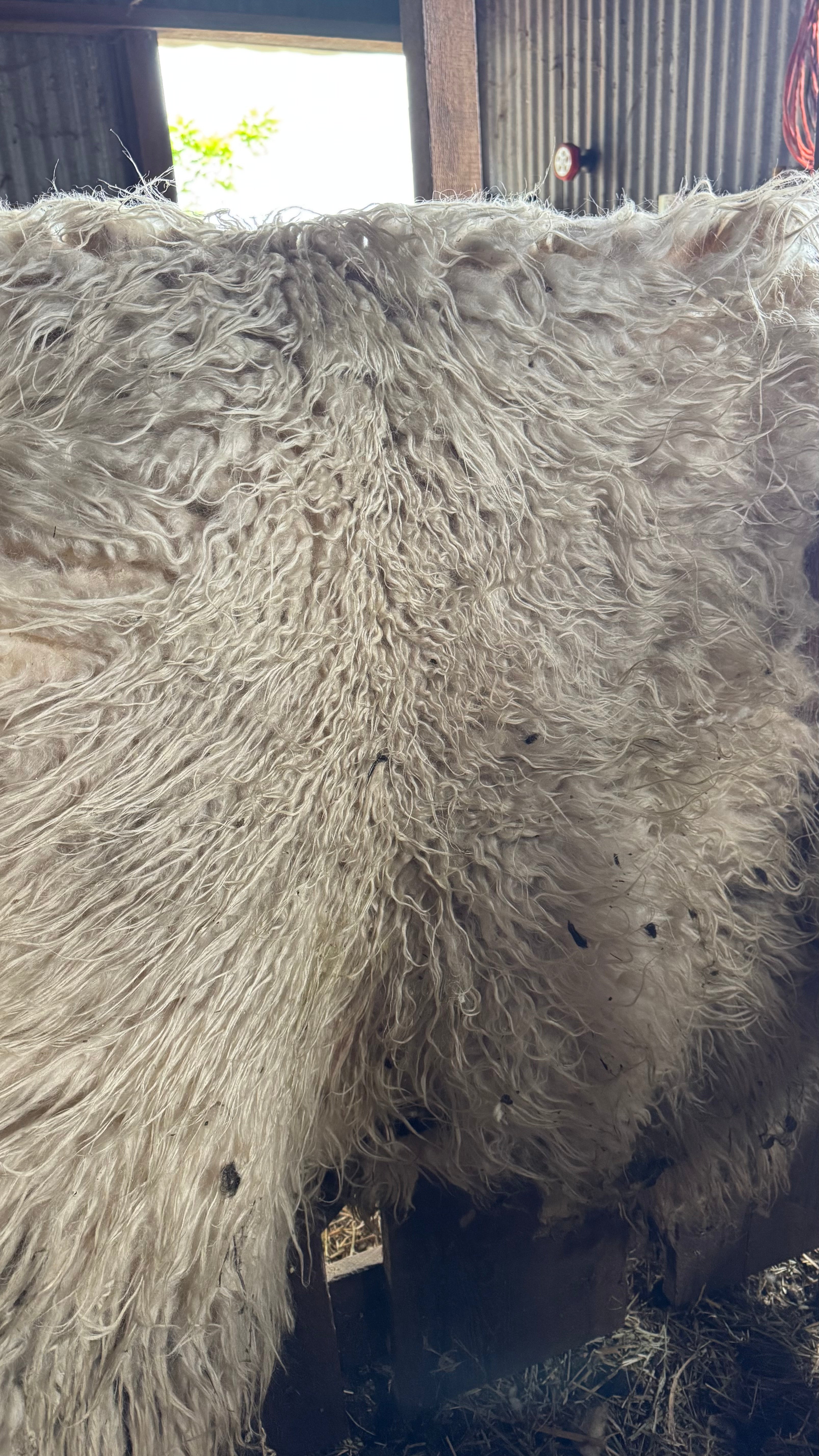 Raw Icelandic Fleece for Living Rugs