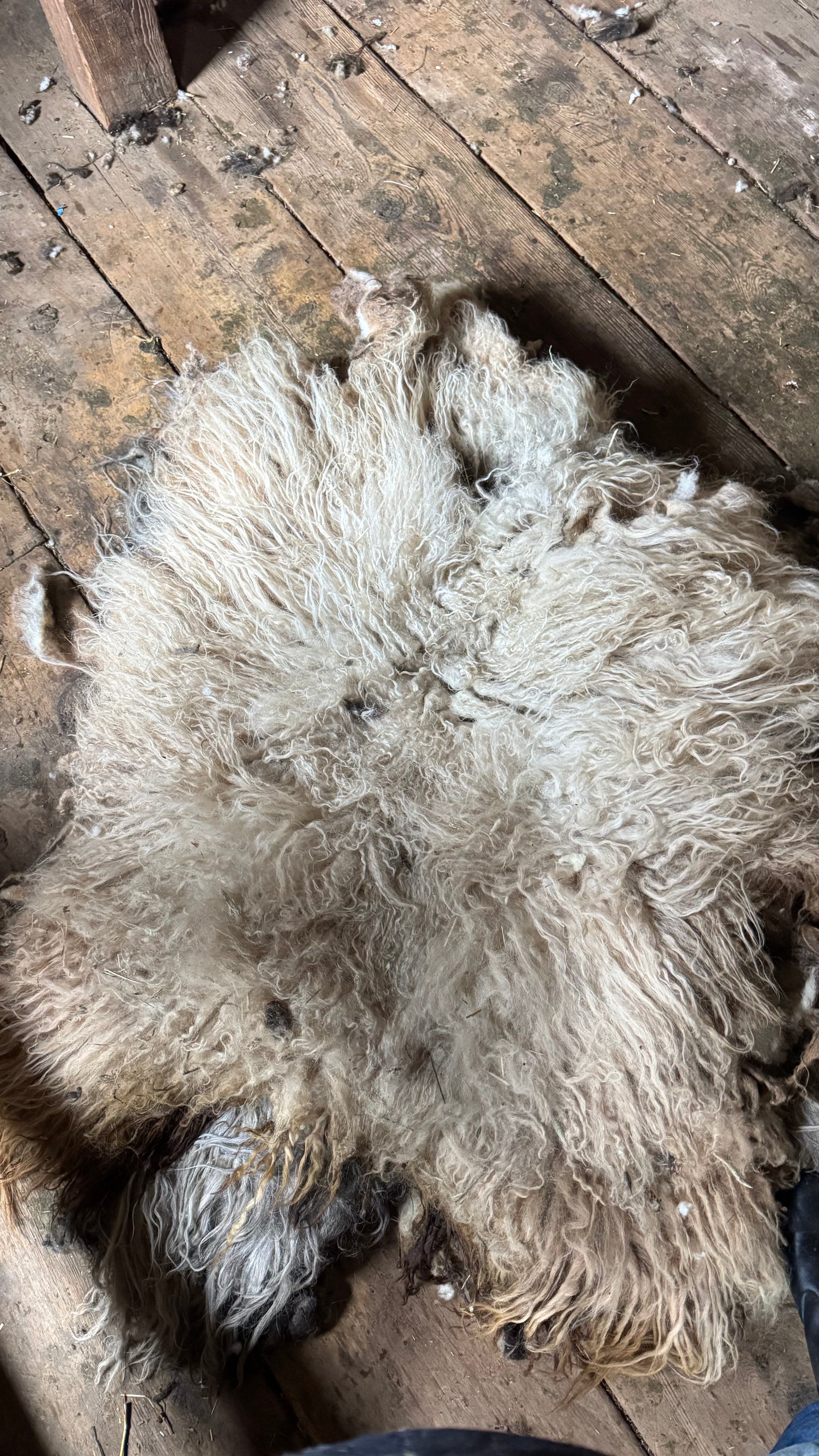 Raw Icelandic Fleece for Living Rugs